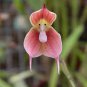 50 seeds Dracula Trichroma The Three Colored Dracula Money Face Flower Rare Seeds