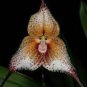 50 seeds Dracula Trichroma The Three Colored Dracula Money Face Flower Rare Seeds