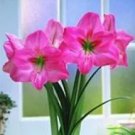 100 seeds Amaryllis Seeds
