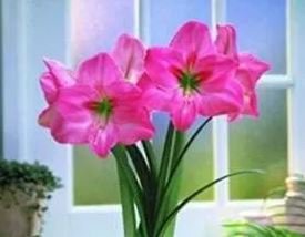 100 seeds Amaryllis Seeds