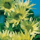 15 seeds Green Jade Ornamental Sunflower Hybrid Seeds