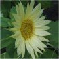 15 seeds Green Jade Ornamental Sunflower Hybrid Seeds
