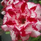 2 seeds Rosy Adenium Obesum Chotratsamee Desert Rose Flowers Seeds