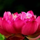 1 seeds 'Empress Wu' Red Lotus Flower Water Lily Flower Aquatic Plants DIY