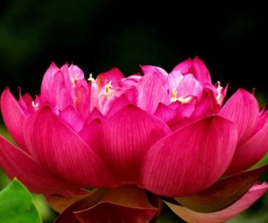 1 seeds 'Empress Wu' Red Lotus Flower Water Lily Flower Aquatic Plants DIY