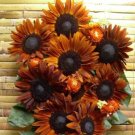 15 seeds Terracotta Sunflower Seeds, Professional Pack