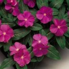 10 seeds Heirloom Sunstorm Deep Purple Vinca Seeds