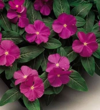 10 seeds Heirloom Sunstorm Deep Purple Vinca Seeds