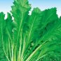 50 seeds Green Potherb Mustard Organic Chinese Sauerkraut Vegetable Seeds