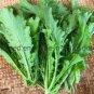 50 seeds Green Potherb Mustard Organic Chinese Sauerkraut Vegetable Seeds