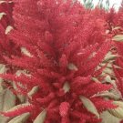 100 seeds Amaranthus Red Flower Red Leaves Annual Plant Seeds