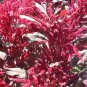 100 seeds Amaranthus Red Flower Red Leaves Annual Plant Seeds