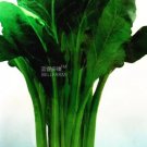 5 seeds Beta Vulgaris Beets Green Chinese Vegetable Seeds