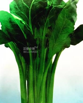 5 seeds Beta Vulgaris Beets Green Chinese Vegetable Seeds