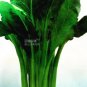 5 seeds Beta Vulgaris Beets Green Chinese Vegetable Seeds