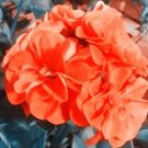 10 seeds Geranium Purely Orange Double Petals Perennial Bonsai Flowers