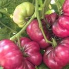 100 seeds Purple Calabash Tomato Seeds