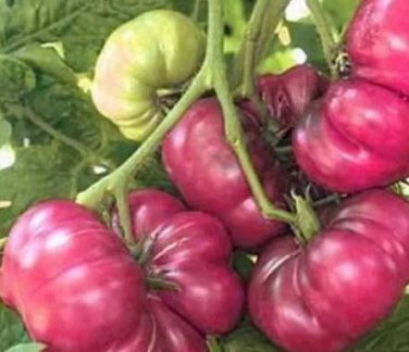 100 seeds Purple Calabash Tomato Seeds