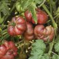 100 seeds Purple Calabash Tomato Seeds