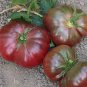 100 seeds Purple Calabash Tomato Seeds