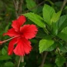 100 seeds Red Hibiscus rosa sinensis Seeds