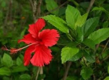 100 seeds Red Hibiscus rosa sinensis Seeds