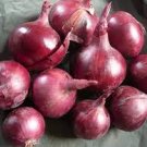 1000 seeds Onion Red Burgundy Organic Vegetable
