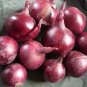 1000 seeds Onion Red Burgundy Organic Vegetable