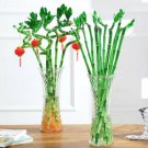 50 seeds Lucky Bamboo Seeds Home Garden Decoration Perennial Indoor Plant