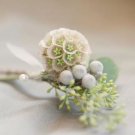 3 seeds Scabiosa stellata Seeds Starflower Pincushions Can be used as Cut Flowers