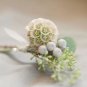 3 seeds Scabiosa stellata Seeds Starflower Pincushions Can be used as Cut Flowers