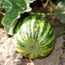 20 seeds New Green Muskmelon Sweet Melon