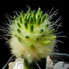 10 seeds Strombocactus disciformis Cactus Seeds