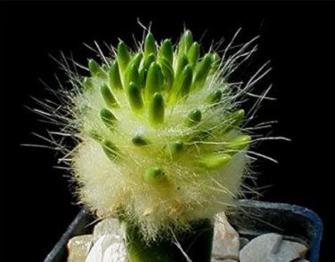 10 seeds Strombocactus disciformis Cactus Seeds