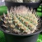 10 seeds Strombocactus disciformis Cactus Seeds