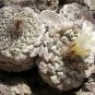 10 seeds Strombocactus disciformis Cactus Seeds