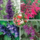 20 seeds Mixed 5 Typed of Salvia with Tubular Flowers