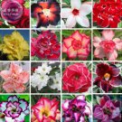 100 seeds Bonsai Adenium Mixed 16 Colors Big Blooms Flowers