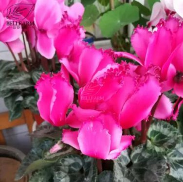 5 seeds Cyclamen Mixed 4 Colors Pink Light Pink Purple Bi-color Big Blooms Perennial Flowers