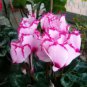 5 seeds Cyclamen Mixed 4 Colors Pink Light Pink Purple Bi-color Big Blooms Perennial Flowers