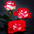 50 seeds Popular 'Music Star' Fragrant Rose Bush Bonsai Cut Flower