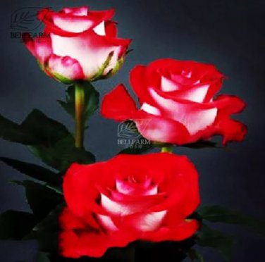 50 seeds Popular 'Music Star' Fragrant Rose Bush Bonsai Cut Flower