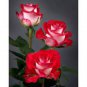 50 seeds Popular 'Music Star' Fragrant Rose Bush Bonsai Cut Flower