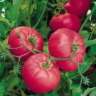 100 seeds Hybrid Rose Pink Big Tomato Seeds