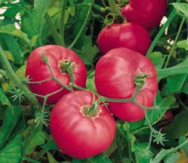 100 seeds Hybrid Rose Pink Big Tomato Seeds