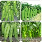 20 seeds Heirloom Light Green Long 'Sheep Horn' Sweet Pepper Vegetable
