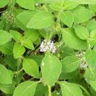 25 seeds Heirloom Perfume Mint Mentha Arvensis Wild Mint Herbs