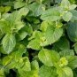 25 seeds Heirloom Perfume Mint Mentha Arvensis Wild Mint Herbs