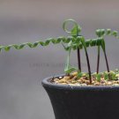 5 seeds Moraea Pritzeliana Seeds, Professional Pack