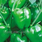 40 seeds Heirloom Organic Green Bell Sweet Pepper Seeds